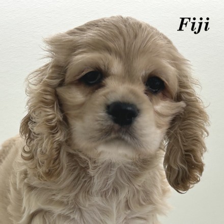 puppy, for, sale, Cocker Spaniel, Joe & Cherri  Overlease, dog, breeder, Miller, MO, dog-breeder, puppy-for-sale, forsale, nearby, find, puppyfind, locator, puppylocator, aca